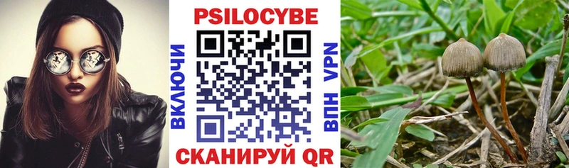 где купить наркотик  Горячий Ключ  Псилоцибиновые грибы Psilocybe 